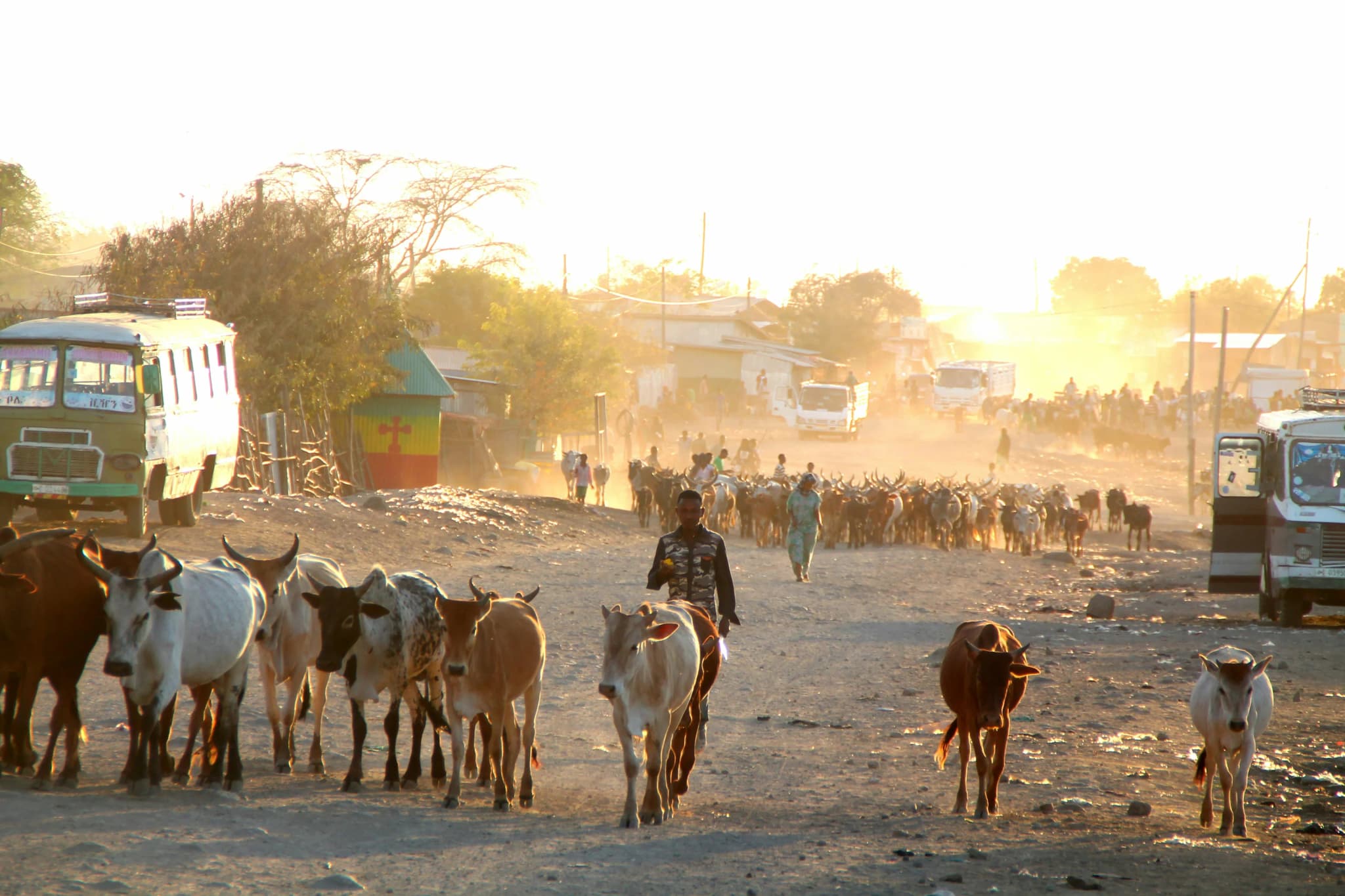 Grote kudde runderen met herders op een onverharde dorpsweg, omringd door voertuigen en eenvoudige gebouwen in warm licht.