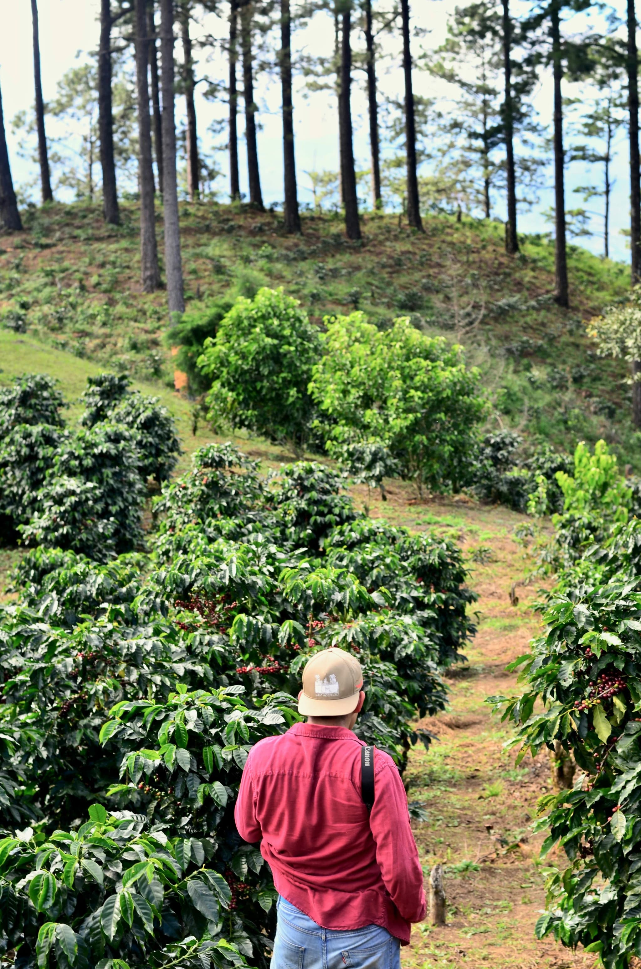 Direct trade vs. fair trade : qu'est-ce qu'il y a vraiment dans votre tasse de café?