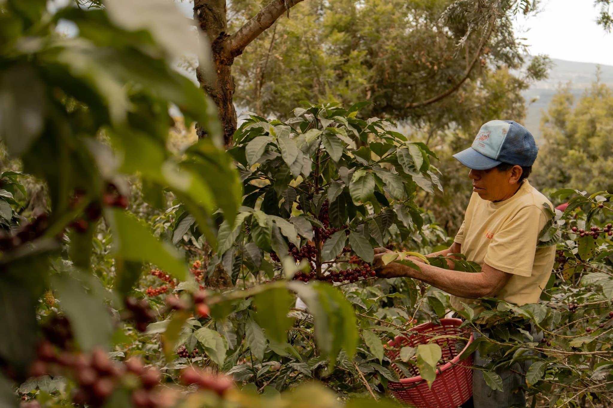 Koffie in de wereld: Guatemala